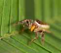 091012-acacia-spider-02.jpg