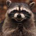 oneevilfuckingraccoon.jpg