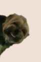 faggotdog.png
