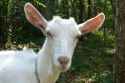 White-Goat.jpg