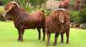 Kalahari-Reds-Goats-17.jpg