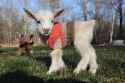 baby-goats-knit-sweaters-sunflower-farm-8.jpg