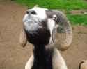 goatsssssss.jpg