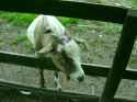 emma_the_goat__by_purebl0od-d48qdt5.jpg