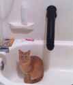 cat_dildo.jpg