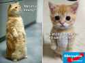 cats1.jpg