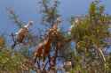 Goats_in_an_argan_tree_16.jpg
