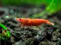 shrimp.jpg