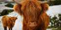 o-HIGHLAND-CATTLE-SCOTLAND-facebook.jpg