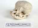 Skull of a Pug.jpg