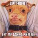 dog-meme.jpg