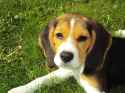 beagle-breed.jpg