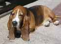 Basset-hound.jpg