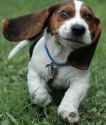 6-106353-running-puppy-1434410475.jpg