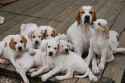 beautiful-pointers-family.jpg