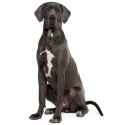 great-dane-700x700.jpg