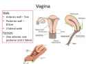 Vagina Walls.jpg
