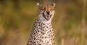PAY-Laughing-Cheetah.jpg