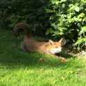 fox.jpg