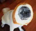 bread_pug.jpg