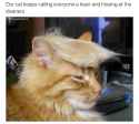 purr hur furher.jpg