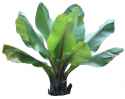 plant.jpg