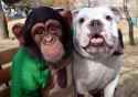 dog-and-chimp-friends.jpg