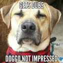 dogggo.jpg