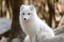 ArcticFox.jpg