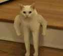 squareupcat.jpg