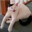 stupidcat.jpg