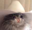 sad cat.jpg