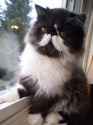 ef8f3de4b6f1f4a44dff3ea3981b9b7f--mustache-cat-moustaches.jpg