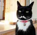 52577505e9cc74a277d6b39d9ebbbbe0--white-cats-black-cats.jpg