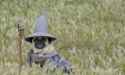 pubwizard.jpg