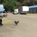IMG_1139.gif