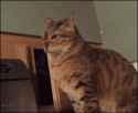 IMG_1495.gif