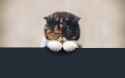Cat-sad-beautiful-legs-face-fat.jpg