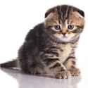 depressed-cat.jpg