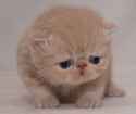 depression-in-cats.jpg