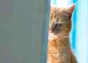 depression-in-cats-494239609.gif