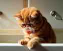 ourfriends4ever_cat_depressionsick-300x248.jpg