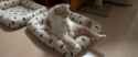 r-WORLDS-MOST-DEPRESSED-CAT-large570.jpg