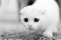 Sad-Cat (3).jpg