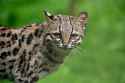 margay.jpg