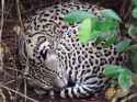 ocelot.jpg