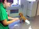 safe_dog_2.jpg