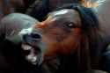 horse.jpg
