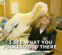 iseewhatpelican.jpg