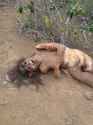 remains-found-decomposed-2.jpg